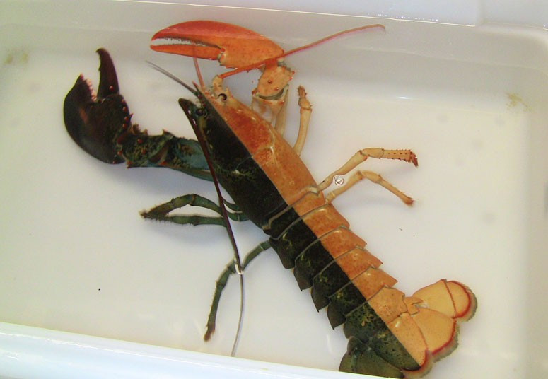 Ảnh đẹp động vật trong tuần ảnh 14 A one-pound female lobster that was caught by a Massachusetts fisherman last week arrives at the New England Aquarium in Boston. Officials say such rare coloration is estimated to occur once in every 50 million lobsters.