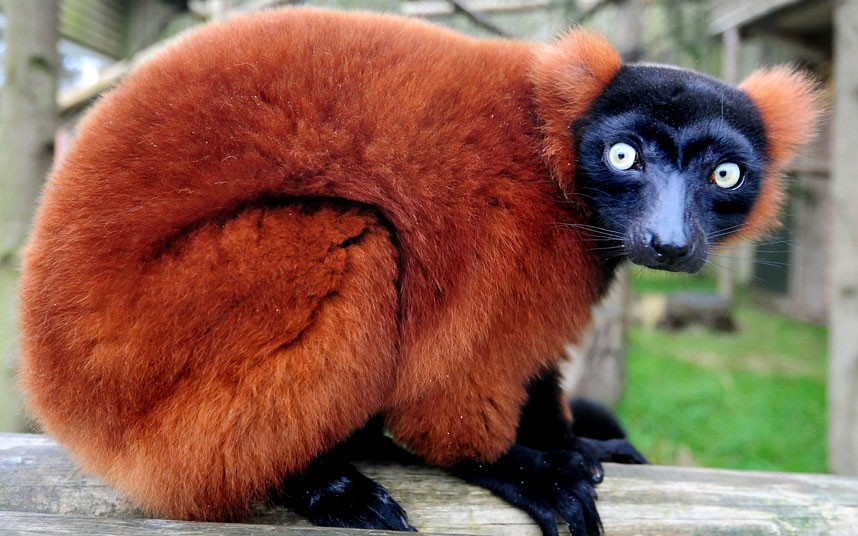 Fang, a red ruffed lemur, is pictured at Twycross Zoo. Two lemurs, named Fang and Igor, arrived from Dublin Zoo to form a group with Twycross Zoo’s resident eight year old female, Nadia, as part of the European Breeding Programme of this Endangered Species.