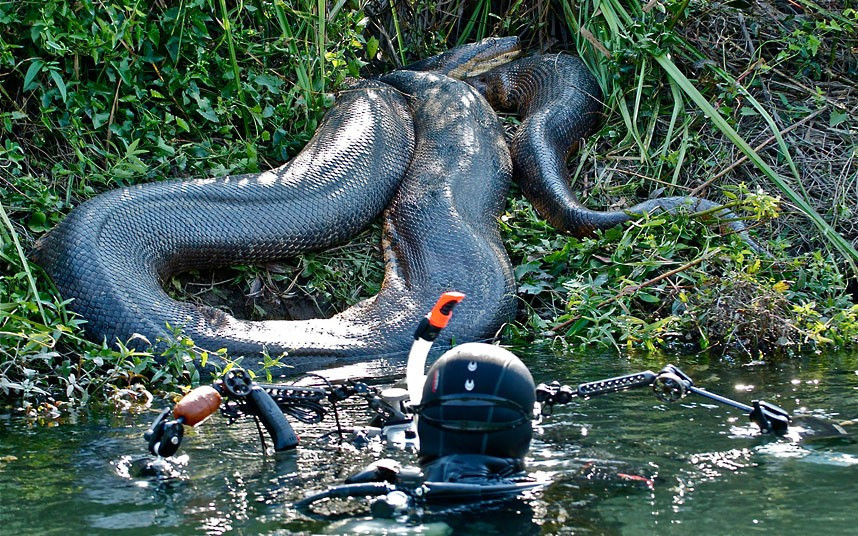 A diver gets up close to a huge anaconda resting on a riverbank in Mato Grosso do sul, Brazil. Franco Banfi ventured near enough to touch the eight-metre beast as it lay in the sun. Thankfully its swollen belly shows it had recently eaten a cabybara rodent and would have little interest in feeding again for a while.