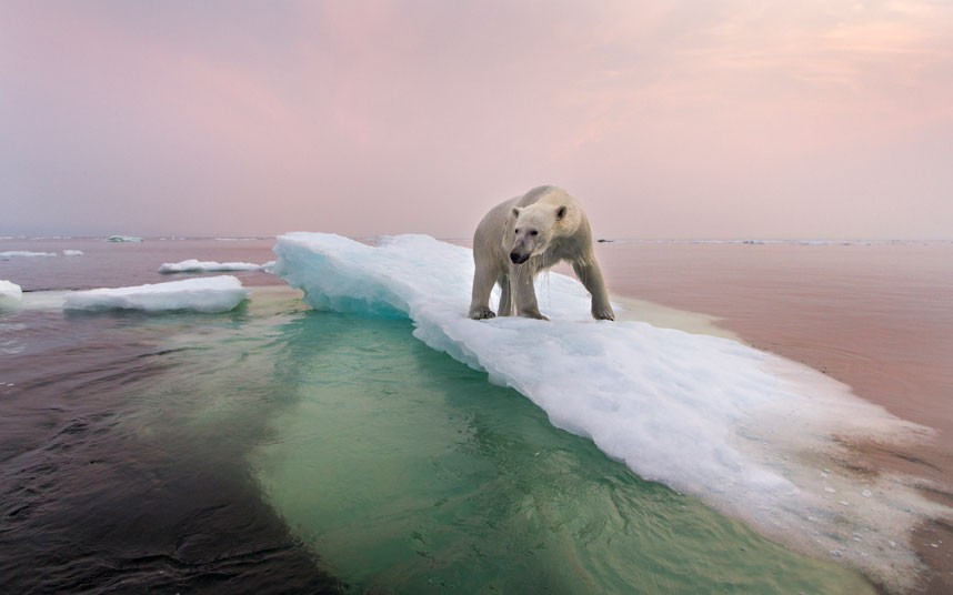 Ảnh đẹp động vật trong tuần ảnh 10 An adult polar bear walks along melting ice in Hudson Bay in Churchill, Canada. Photographer Paul Souders spent two weeks in Canada looking for polar bears, but spotted just two bears, only one of which he was able to get close to.