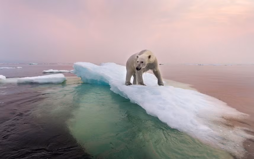 An adult polar bear walks along melting ice in Hudson Bay in Churchill, Canada. Photographer Paul Souders spent two weeks in Canada looking for polar bears, but spotted just two bears, only one of which he was able to get close to.