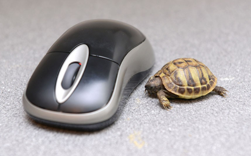 Tank the tiny tortoise is dwarfed by a computer mouse at Paradise Wildlife Park, in Broxbourne, England. The Hermann’s tortoise is six months old, and will not be fully grown until the age of six, when he should weigh about 3kg.