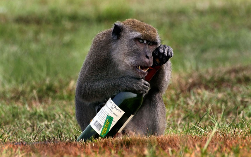 Ảnh đẹp động vật trong tuần ảnh 5 A monkey clutches bottle of red wine just outside the University of Natural Sciences in Malaysia. Photographer and physics professor, Mihail Nazarov, originally from Moldova, said: I assume this monkey must have stumbled across the bottle and happened to like the smell of it. He tried for a while to open it and was eventually clever enough to pop the cork.
