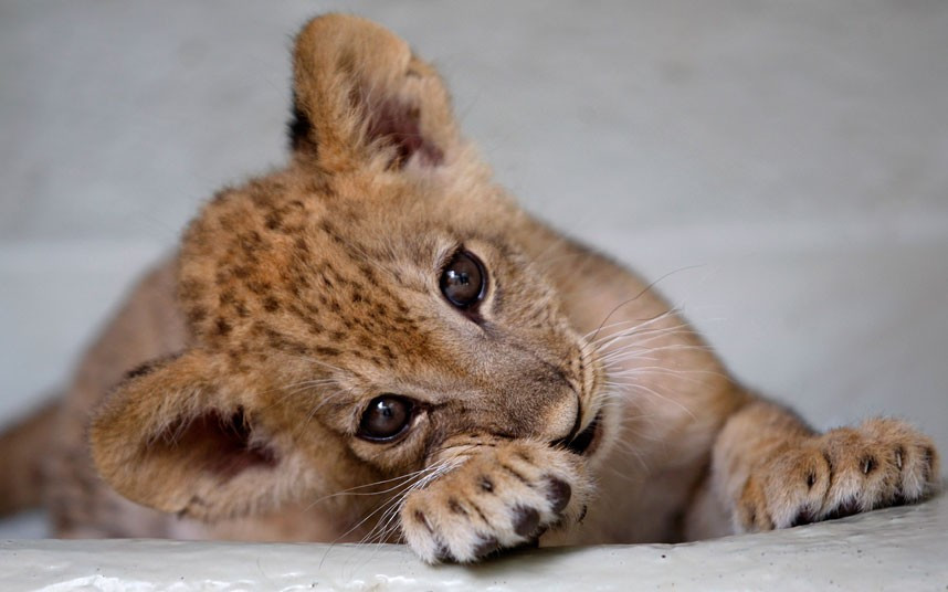 Ảnh đẹp động vật trong tuần ảnh 11 A two-month-old lion cub named Bantu is pictured at the zoo in Cali, Colombia