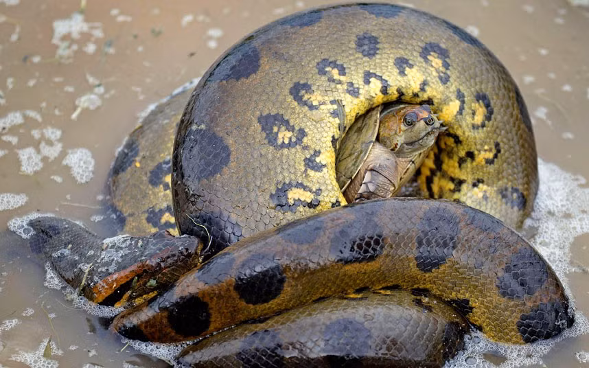 A tiny turtle is nearly crushed to death by an anaconda. The turtle survived the struggle for several minutes before French photographer, Jean-Michel Labat, helped it to escape. The 61-year-old was visiting Los Llanos in Venezuela when he stumbled across the battle. He said: I found it all fascinating to watch at first but then I realised it was going to end badly for the turtle and I had to step in. The anaconda was trying to stifle the turtle but it came unstuck because of its hard shell. Even though it couldn’t crush the turtle it became clear that it would drown if I didn’t do something.