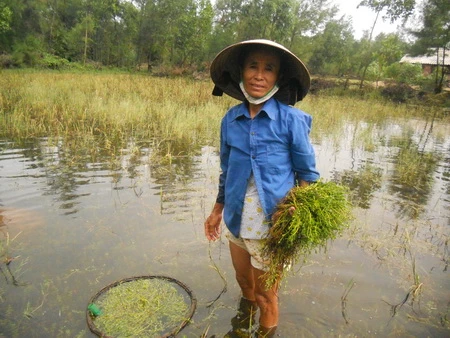 Cảm phục người mẹ nghèo bán &quot;Rau đắng&quot; nuôi 4 con học đại học