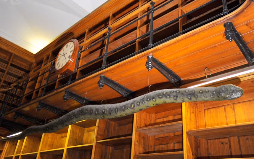 A photo made available by the British Foreign and Commonwealth Office in London shows a six-metre long re-stuffed giant anaconda named Albert which hangs in the FCO. The Foreign Office has come under media fire after it emerged that it paid £10,000 to have it re-stuffed. The snake has been in the possession of the foreign office for at least 120 years.
