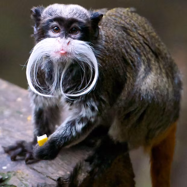 Movember monkey: An emperor tamarin with an impressive white moustache is seen at London Zoo 