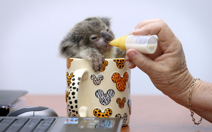 This koala joey was found abandoned beside a road in Brisbane, Australia last month. Named after the man who discovered him, Raymond was dehydrated and skinny, and weighed just 260g. It is believed his mother was either been hit by a car or was too ill to care for the 2-3-month-old. Initially, carers feared that Raymond wouldn’t survive because he weighed so little and wouldn’t feed properly. Julie Zyzniewski, who is looking after him, says: He had to be coaxed to feed. He was frail and his future was uncertain. Suddenly, one day he decided life wasn’t so bad and he has been absolutely powering along ever since... 