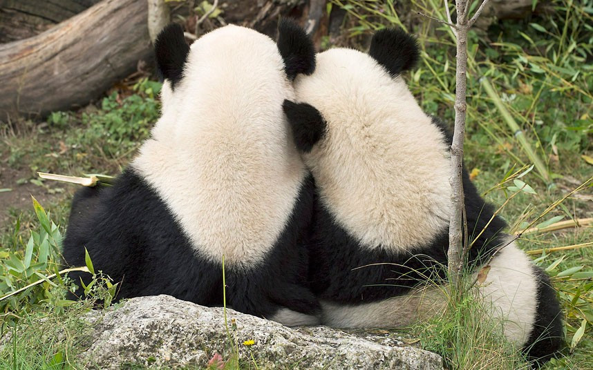 Giant panda Fu Hu cuddles with his mother Yang Yang in their enclosure at the Vienna Schoenbrunn Zoo a day ahead of the long voyage of Fu Hu to Chengdu, China