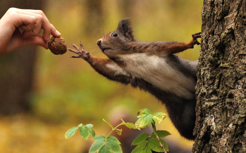Ảnh đẹp động vật trong tuần ảnh 4 This red squirrel seems to be recreating Michelangelo’s painting of the creation of Adam on the ceiling of the Sistine chapel as it reaches for a walnut. Photographer Stanislav Duben, 33, took the photo of his 16 year-old-sister, Aneta, as she fed the squirrel in a park in Mlada Boleslav in the Czech Republic.