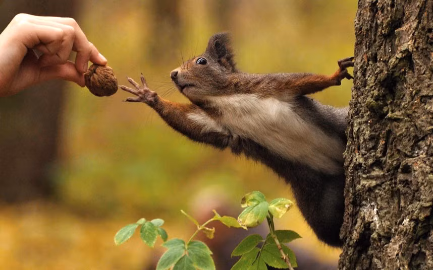 This red squirrel seems to be recreating Michelangelo’s painting of the creation of Adam on the ceiling of the Sistine chapel as it reaches for a walnut. Photographer Stanislav Duben, 33, took the photo of his 16 year-old-sister, Aneta, as she fed the squirrel in a park in Mlada Boleslav in the Czech Republic.