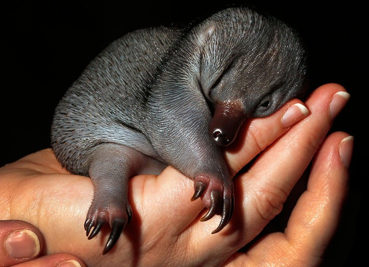 Ảnh đẹp động vật trong tuần ảnh 1 Beau, a 55-day-old baby Echidna known as a puggle, rests in the hands of vet nurse Annabelle Sehlmeier at Taronga Zoo in Sydney. The puggle was brought to the zoo after it was found by itself on a walking track north of Sydney and will be fed by hand until it is weaned at about six months of age.