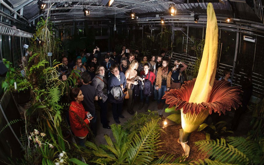 Visitors look at a Titan Arum (Amorphophallus titanum) - the largest flower in the world - as it blooms at the Botanical Garden in Basel, Switzerland. The flower has a 2.27-metre (7 feet 5 inches) high yellow pistil and a red-brown petal-shaped funnel. Many curious visitors are expected to flock to see the flower, despite the smell of rotting meat given off. 
