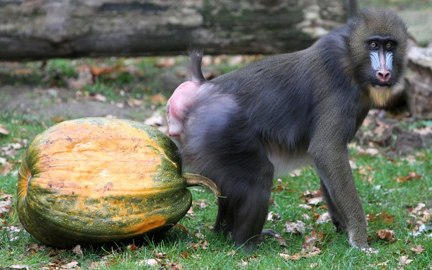 Ảnh đẹp động vật trong tuần ảnh 6 A mandrill seems unsure what to make of the pumpkin that was given to animals at Ouwehands Zoo in Rhenen, the Netherlands, to celebrate Halloween