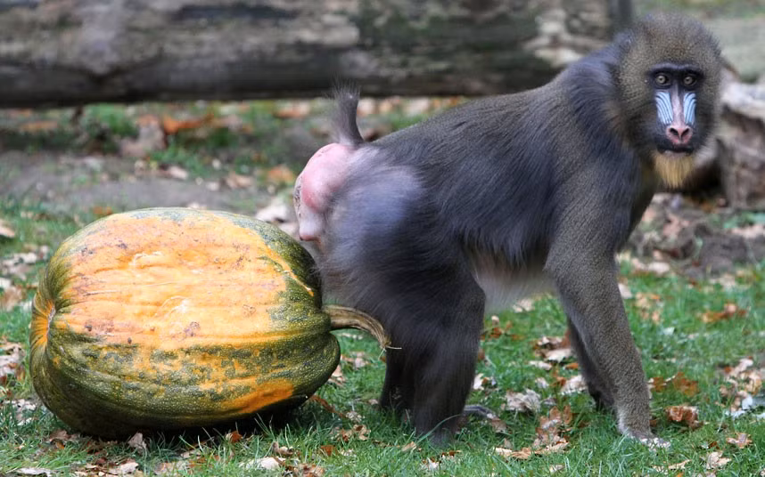 A mandrill seems unsure what to make of the pumpkin that was given to animals at Ouwehands Zoo in Rhenen, the Netherlands, to celebrate Halloween 