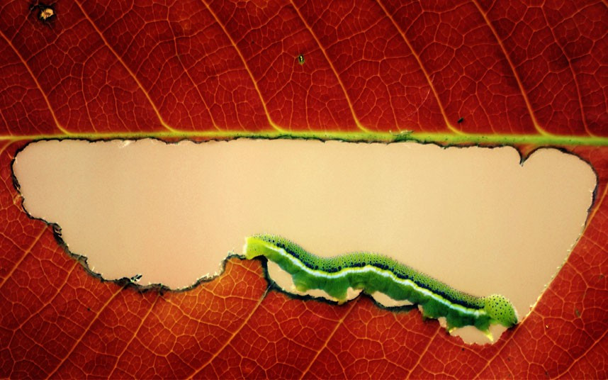A very hungry caterpillar munches its way through an autumn leaf in this photo captured by keen macro photographer Arief Perdana, in the garden of his home in Indonesia