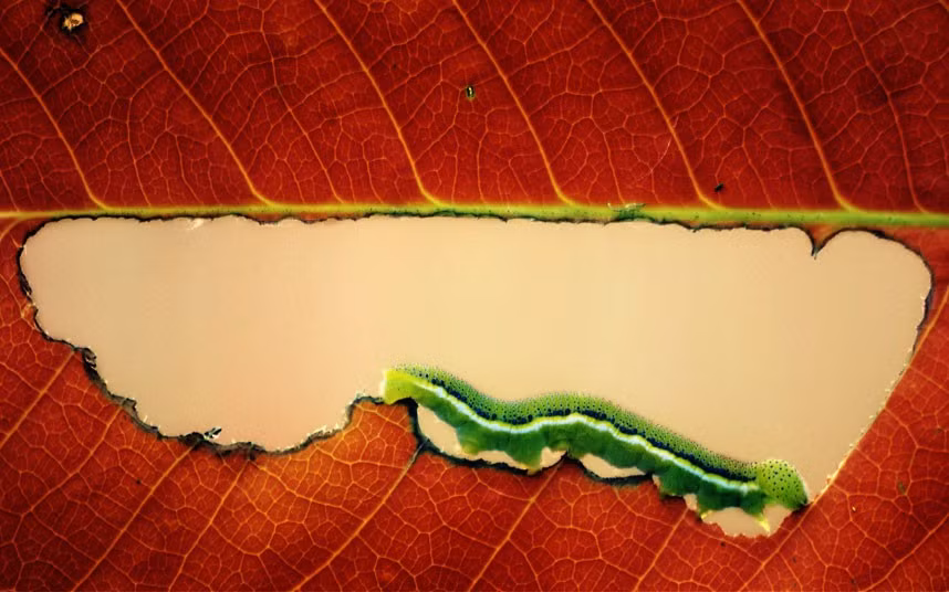 A very hungry caterpillar munches its way through an autumn leaf in this photo captured by keen macro photographer Arief Perdana, in the garden of his home in Indonesia