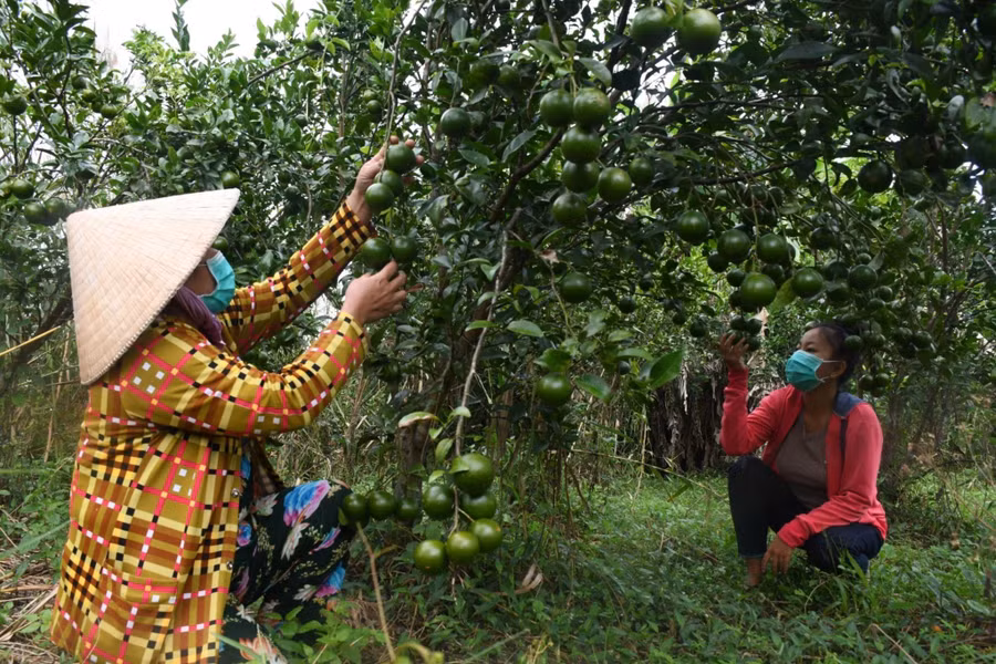 Bên cạnh trồng rừng, nông dân huyện U Minh còn thực hiện hiệu quả mô hình trồng cây ăn trái mang lại thu nhập cao.