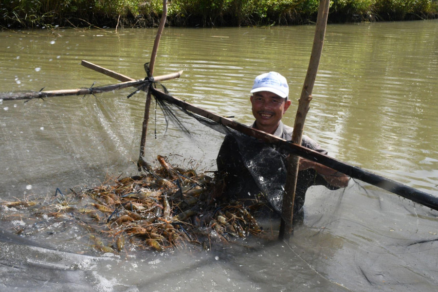 Mô hình tôm - lúa của nông dân huyện U Minh góp phần nâng cao đời sống người dân xứ tràm. Mô hình tôm - lúa của nông dân huyện U Minh góp phần nâng cao đời sống người dân xứ tràm.