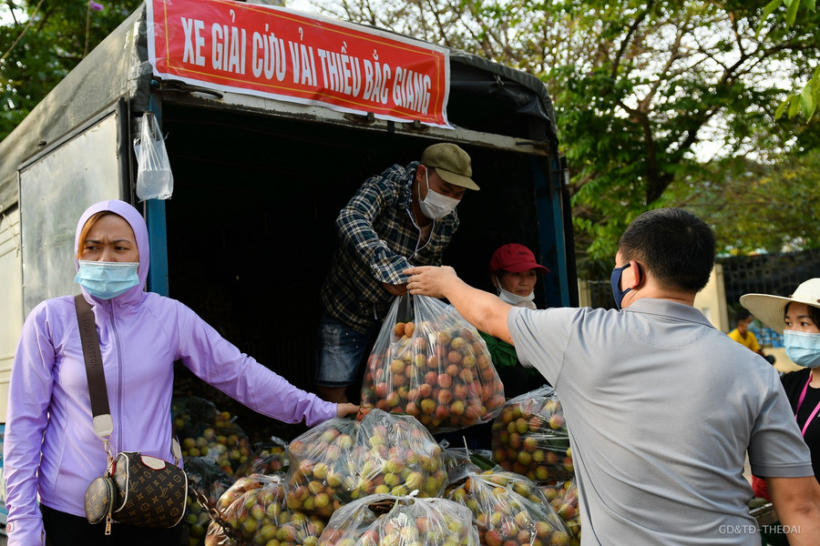 Những xe vải thiều được nhóm tình nguyện bán tại Hà Nội, toàn bộ số tiền sẽ được chuyển về cho người nông dân tại Bắc Giang.