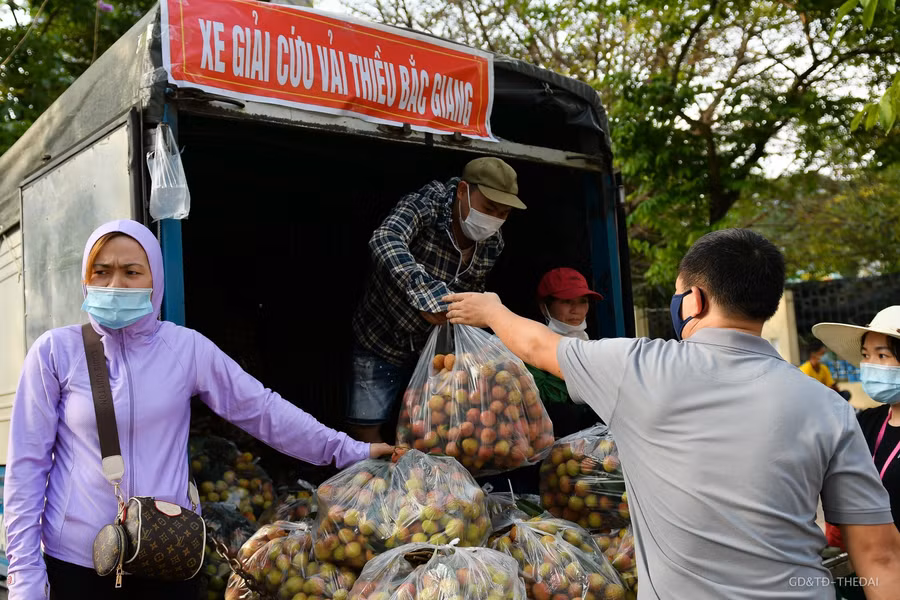 Những xe vải thiều được nhóm tình nguyện bán tại Hà Nội, toàn bộ số tiền sẽ được chuyển về cho người nông dân tại Bắc Giang.