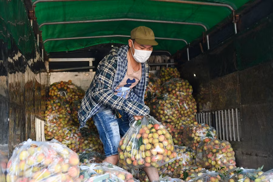 Hàng chục tấn vải thiều Bắc Giang được giải cứu mỗi ngày ở Hà Nội ảnh 4