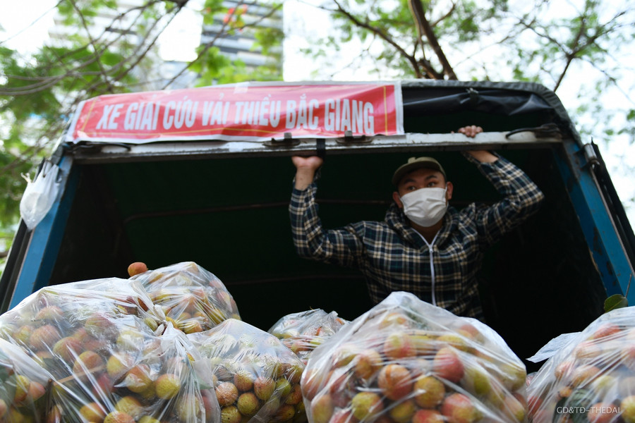 Chị Nghiêm Thị Thanh Thủy (quê ở Bắc Giang), trưởng nhóm thiện nguyện cho biết, nhóm tình nguyện toàn bộ tự phát, từ hội đồng hương Bắc Giang, vì không về quê chống dịch được cùng mọi người, nên giúp bà con quê hương tiêu thụ vải thiều.