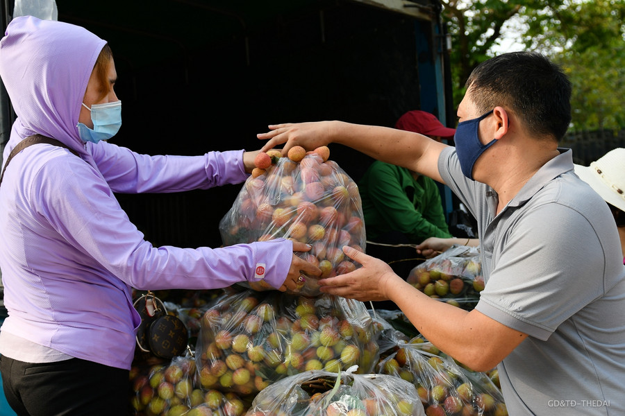 Việc thu mua, vận chuyển vải được thực hiện theo đúng quy định chống dịch COVID-19. Xe vận chuyển nông sản được phun khử khuẩn chặt chẽ theo quy định để bảo đảm sức khỏe người tiêu dùng và phòng, chống dịch.