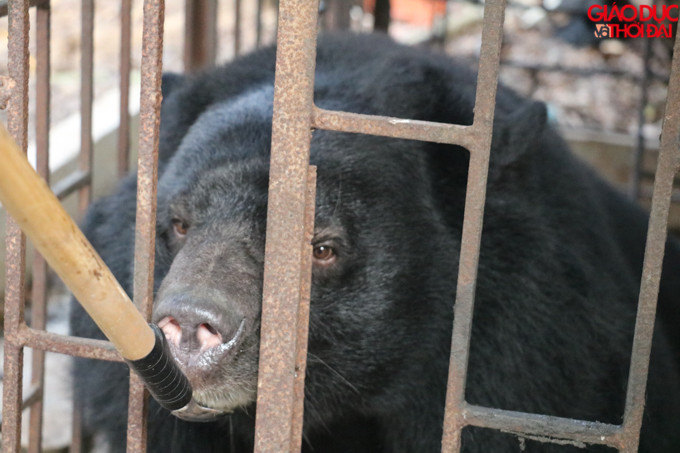 Cá thể gấu ngựa bị nhốt 15 năm tại trang trại lợn.