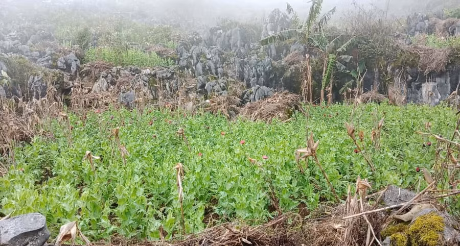 Hơn 8.000 cây thuốc phiện được các đối tượng trồng trên sườn núi cao.