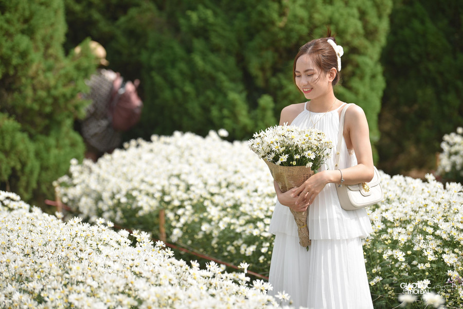 Cúc họa mi có vòng đời khoảng 15 ngày, nên nhiều du khách tranh thủ chụp ảnh khi hoa đang độ rực rỡ nhất.