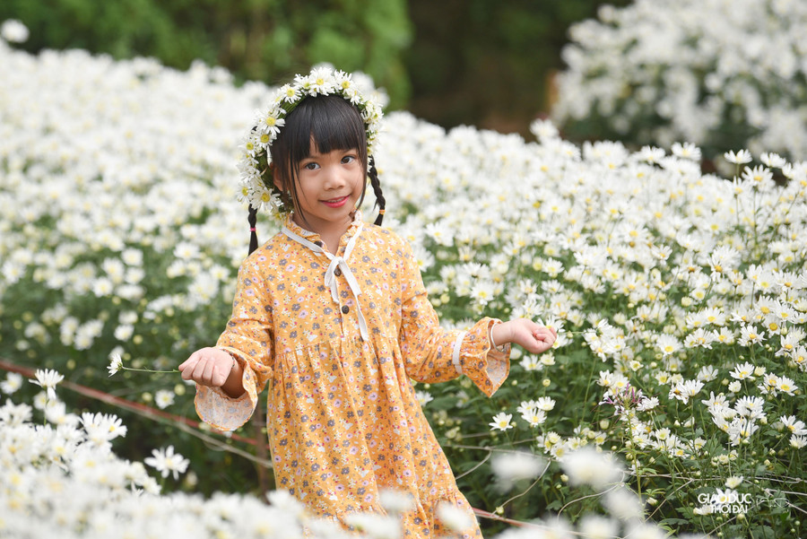 Cúc họa mi có vòng đời khoảng 15 ngày, nên nhiều du khách tranh thủ chụp ảnh khi hoa đang độ rực rỡ nhất.