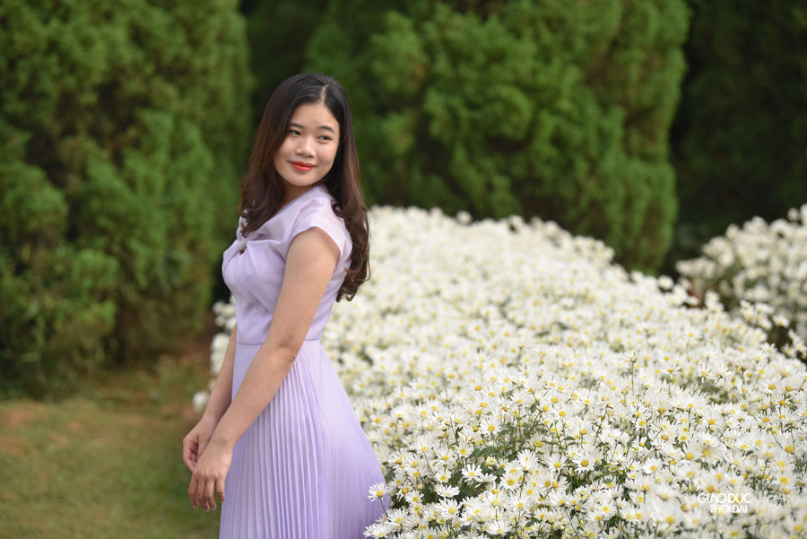 Cúc họa mi có vòng đời khoảng 15 ngày, nên nhiều du khách tranh thủ chụp ảnh khi hoa đang độ rực rỡ nhất.