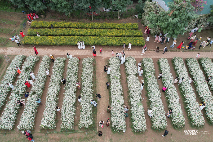 Hàng nghìn người đổ về vườn hoa ở Bãi đá sông Hồng (quận Tây Hồ, Hà Nội) để tham quan, chụp ảnh với vườn hoa cúc họa mi.