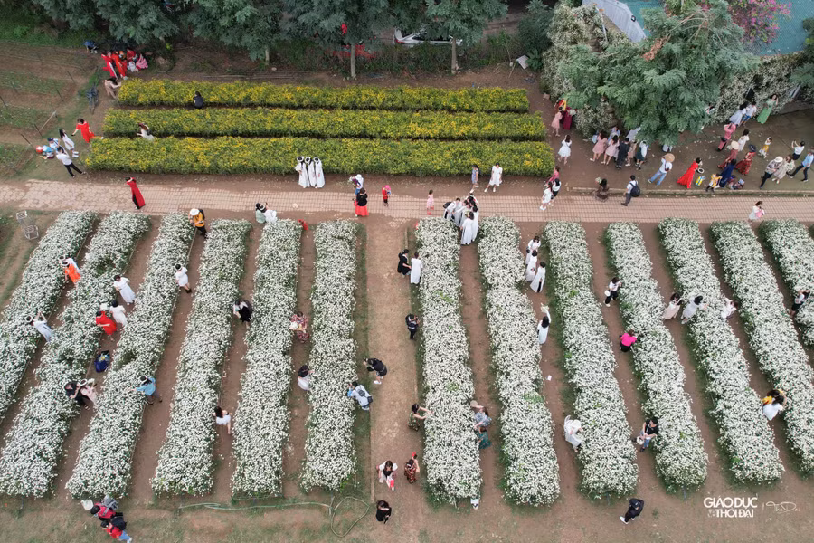 Hàng nghìn người đổ về vườn hoa ở Bãi đá sông Hồng (quận Tây Hồ, Hà Nội) để tham quan, chụp ảnh với vườn hoa cúc họa mi.