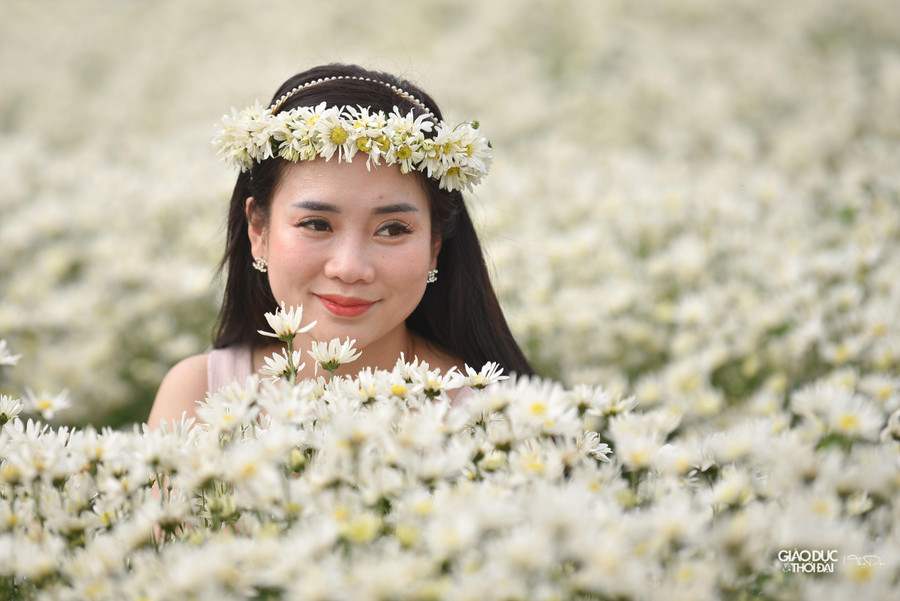 Giá vào vườn cúc họa mi để chụp ảnh là 50.000 đồng/người. Những ngày cuối tuần, lượng khách đến đây đông từ sáng sớm đến chiều tối.