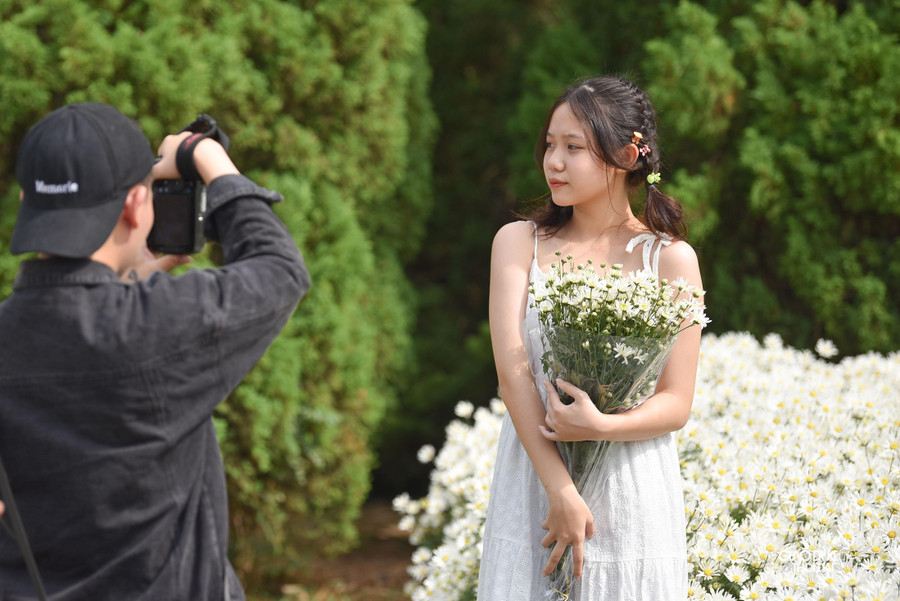 Giá vào vườn cúc họa mi để chụp ảnh là 50.000 đồng/người. Những ngày cuối tuần, lượng khách đến đây đông từ sáng sớm đến chiều tối.