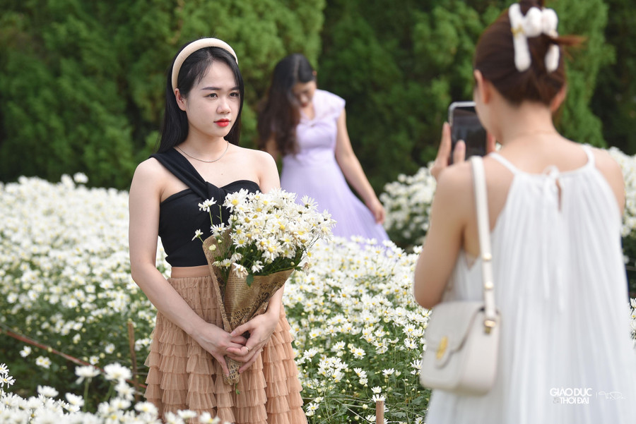 Giá vào vườn cúc họa mi để chụp ảnh là 50.000 đồng/người. Những ngày cuối tuần, lượng khách đến đây đông từ sáng sớm đến chiều tối.