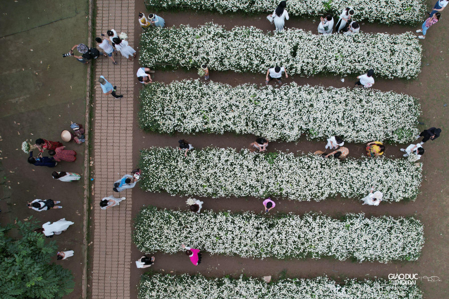 Cuối tháng 11, khi tiết trời bắt đầu se lạnh cùng nắng hanh báo hiệu thời tiết đã chuyển sang Đông, cũng là lúc mùa hoa cúc họa mi nở rộ nhất.