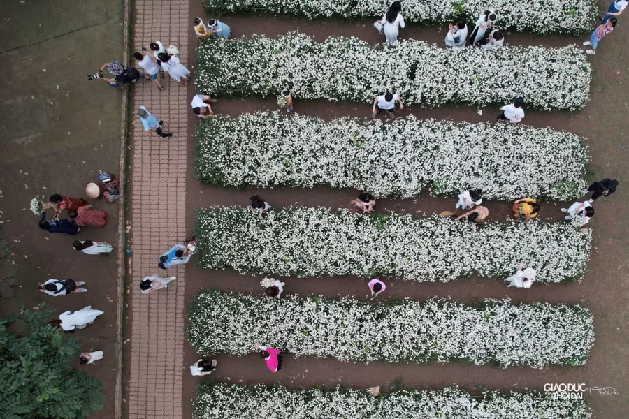 Cuối tháng 11, khi tiết trời bắt đầu se lạnh cùng nắng hanh báo hiệu thời tiết đã chuyển sang Đông, cũng là lúc mùa hoa cúc họa mi nở rộ nhất.