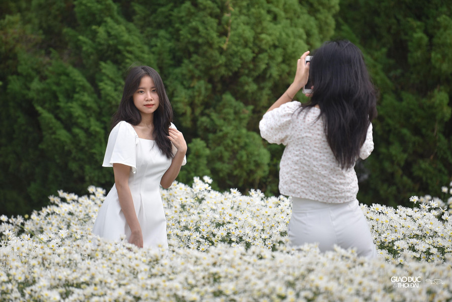 Giá vào vườn cúc họa mi để chụp ảnh là 50.000 đồng/người. Những ngày cuối tuần, lượng khách đến đây đông từ sáng sớm đến chiều tối.