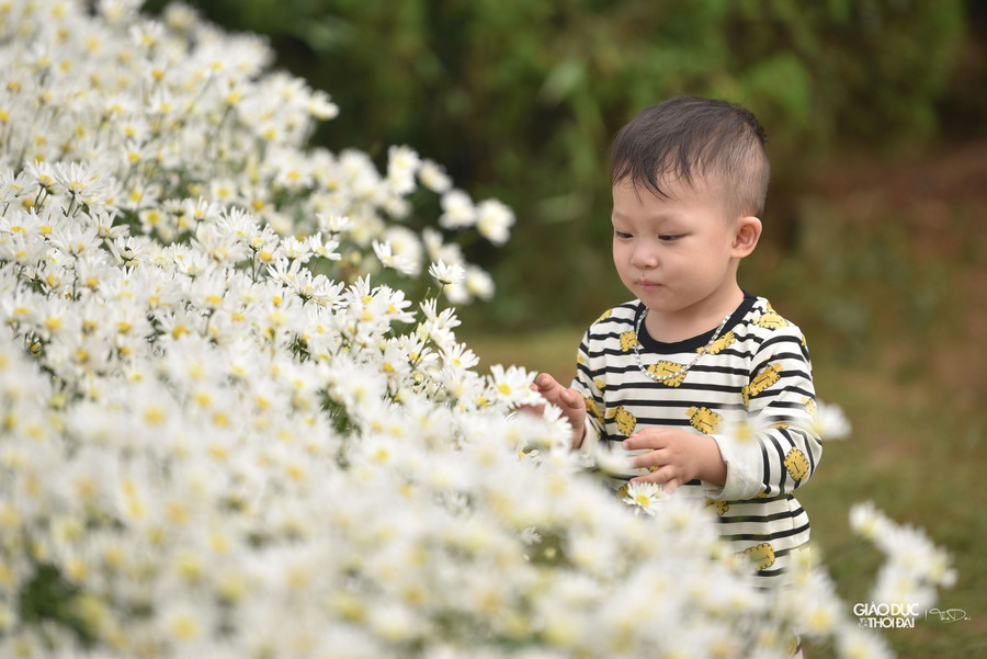 Cúc họa mi có vòng đời khoảng 15 ngày, nên nhiều du khách tranh thủ chụp ảnh khi hoa đang độ rực rỡ nhất.