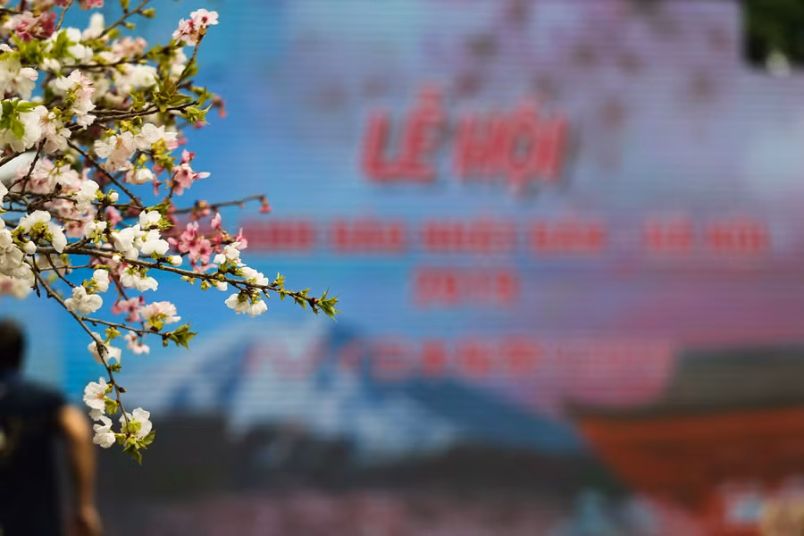 Lễ hội hoa anh đào đã được tổ chức thường niên từ năm 2016 đến nay.