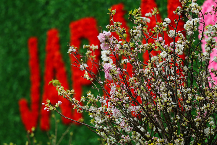 Lễ hội hoa anh đào Nhật Bản đã trở thành một món ăn tinh thần của ngườii dân Thủ đô những năm gần đây.( ảnh Lễ hội hoa anh đào 2019) Lễ hội hoa anh đào Nhật Bản đã trở thành một món ăn tinh thần của ngườii dân Thủ đô những năm gần đây.( ảnh Lễ hội hoa anh đào 2019)