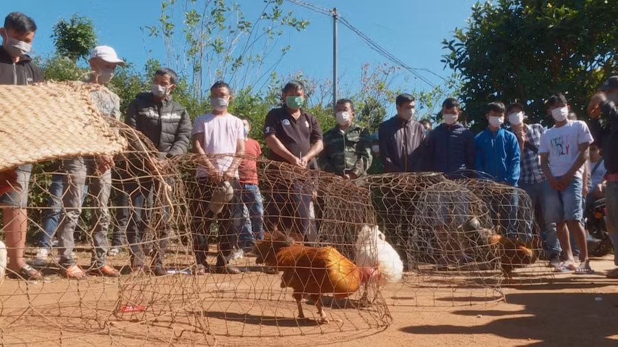 Lực lượng chức năng bắt quả tang các đối tượng đang tổ chức đá gà ăn tiền.