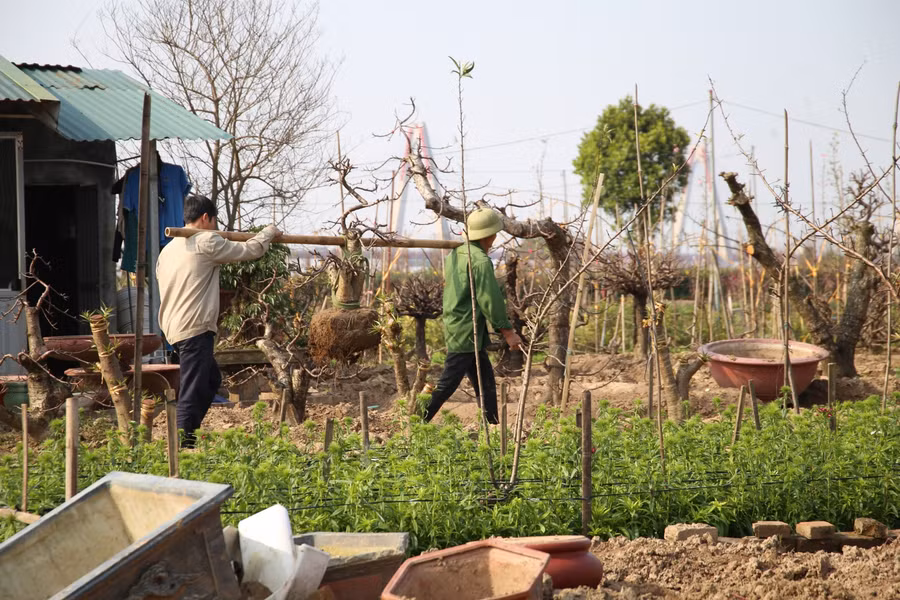 Những gốc đào lớn nhỏ được đưa về vườn.