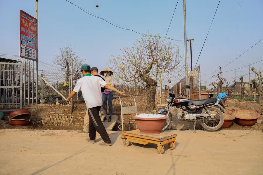 Chủ vườn Nhật Tân chi tiền triệu mỗi ngày "tái sinh" đào sau Tết ảnh 3