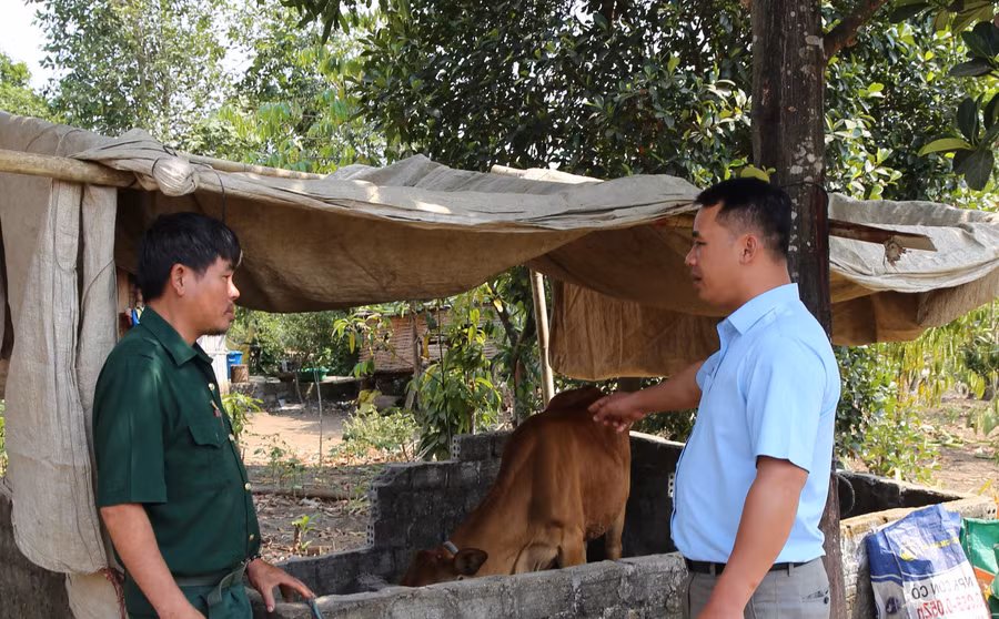 Cán bộ Hội cựu chiến binh xã Sa Loong xuống thăm, kiểm tra bò để phòng, chống dịch bệnh.