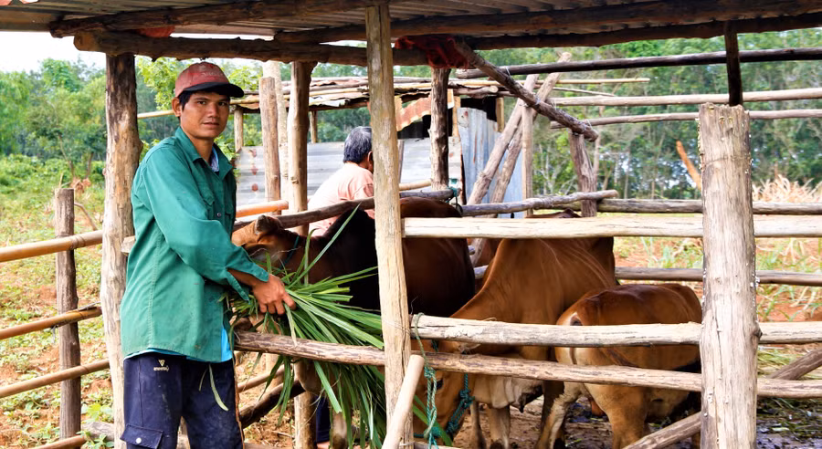 Nhờ con bò từ mô hình nuôi luân chuyển, gia đình anh A Tân đã thoát nghèo.